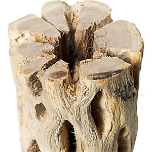Galapagos Cholla Wood Branch Terrarium Accessory, Regular, 12-in