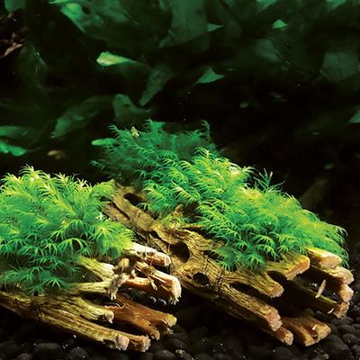 Show full view: Galapagos Cholla Wood Branch Terrarium Accessory, Regular, 6-in, 3 count slide 3 of 6