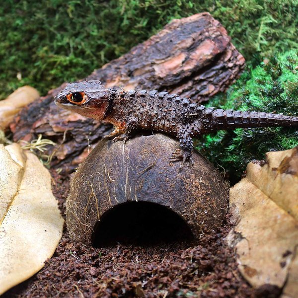 Galapagos Coconut Hut Reptile Hideout, Natural