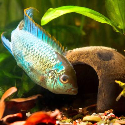 Show full view: Galapagos Coconut Hut Reptile Hideout, Natural slide 4 of 4