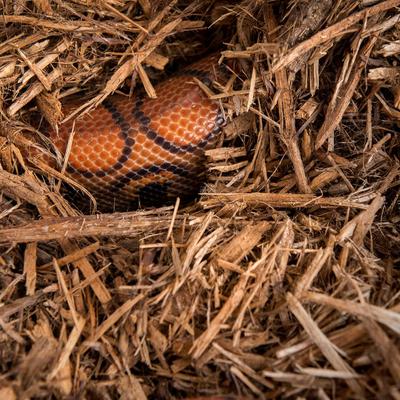 Show full view: Galapagos Cypress Tank-Mulch Natural Cypress Reptile Terrarium Bedding, 8-qt bag slide 3 of 7