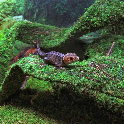 Show full view: Galapagos Flexible Bridge Terrarium Ornament, Fresh Green, 36-in slide 2 of 5