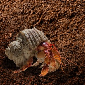 Galapagos Hermit Crab Soil, 8-qt brick