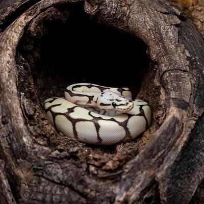 Show full view: Galapagos Hollow Log Eucalyptus Root Terrarium Wood, Natural, 6 to 8-in slide 4 of 9