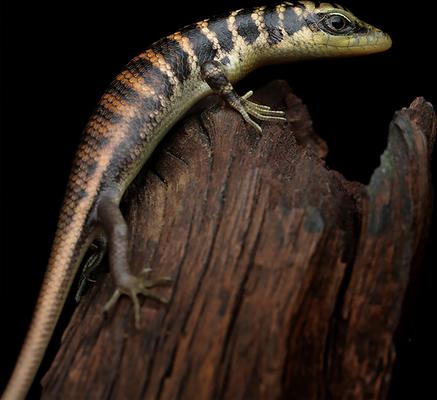 Show full view: Galapagos Hollow Log Eucalyptus Root Terrarium Wood, Natural, 6 to 8-in slide 3 of 9