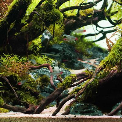 Show full view: Galapagos Hollow Tree Root Driftwood Terrarium Wood, Natural, 12 to 16-in slide 4 of 10