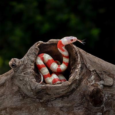 Show full view: Galapagos Hollow Tree Root Driftwood Terrarium Wood, Natural, 12 to 16-in slide 5 of 10