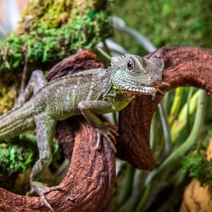 Galapagos Jungle Wood Terrarium Accessory, Natural, 24-in