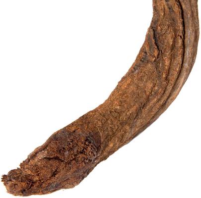 Show full view: Galapagos Jungle Wood Terrarium Accessory, Natural, 24-in slide 4 of 7