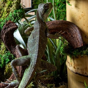 Galapagos Jungle Wood Terrarium Accessory, Natural, 24-in