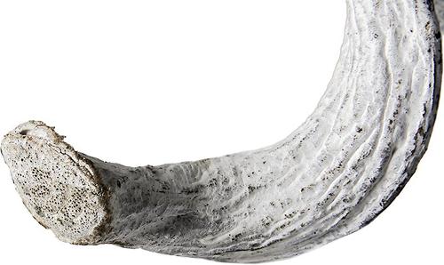 Show full view: Galapagos Jungle Wood Terrarium Accessory, White, 24-in slide 2 of 3