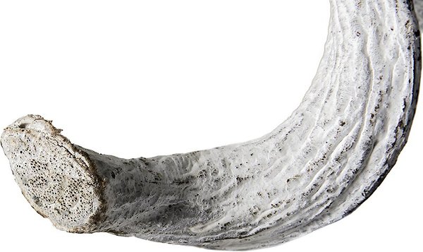 Show full view: Galapagos Jungle Wood Terrarium Accessory, White, 36-in slide 2 of 3