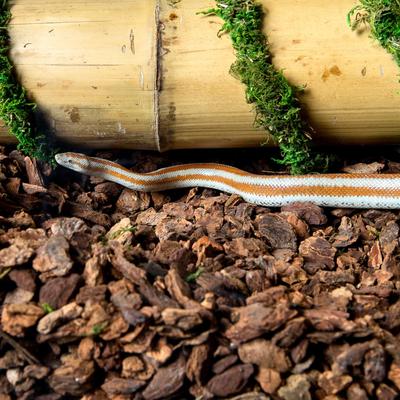 Show full view: Galapagos Jurassic Fir Bark Reptile Bedding, 24-qt bag slide 4 of 8