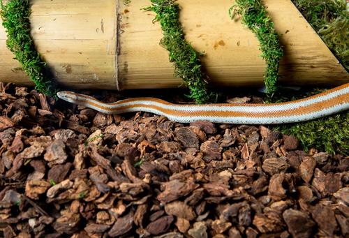 Show full view: Galapagos Jurassic Fir Bark Reptile Terrarium Bedding, 8-qt bag, 8-qt bag, bundle of 3 slide 2 of 5