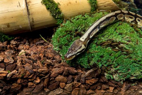 Show full view: Galapagos Jurassic Fir Bark Reptile Terrarium Bedding, 8-qt bag, 8-qt bag, bundle of 3 slide 3 of 5