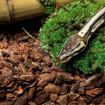 Show full view: Galapagos Jurassic Fir Bark Reptile Terrarium Bedding, 8-qt bag slide 5 of 8