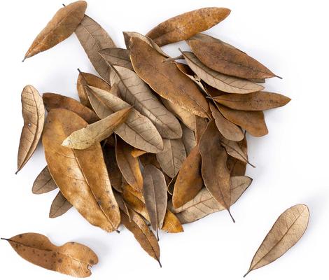 Show full view: Galapagos Live Oak Leaves Reptile Litter, Natural, 4-qt slide 2 of 7