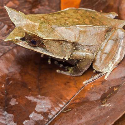 Show full view: Galapagos Live Oak Leaves Reptile Litter, Natural, 4-qt slide 3 of 7