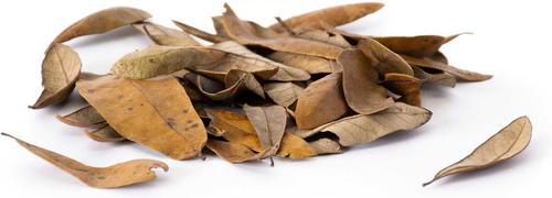 Show full view: Galapagos Live Oak Leaves Reptile Litter, Natural, 4-qt slide 4 of 7