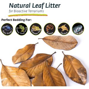 Galapagos Magnolia Terrarium Leaves, 4-qt bag