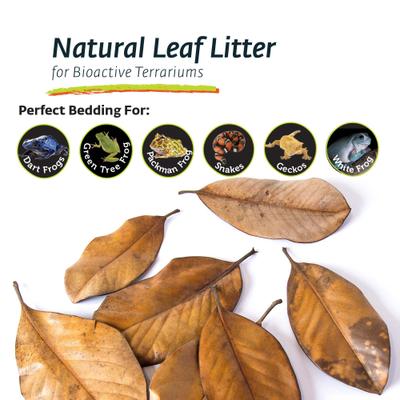 Show full view: Galapagos Magnolia Terrarium Leaves, 4-qt bag slide 4 of 8