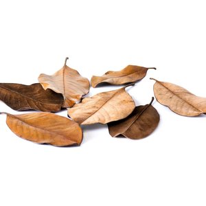 Galapagos Magnolia Terrarium Leaves, 4-qt bag