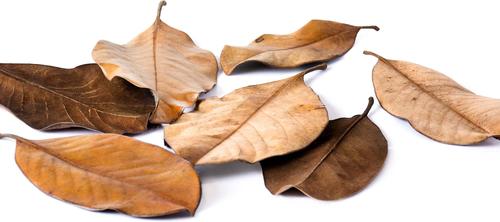 Show full view: Galapagos Magnolia Terrarium Leaves, 4-qt bag slide 5 of 8