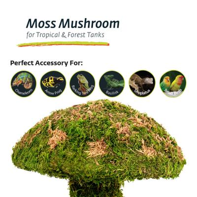 Show full view: Galapagos Moss Mushroom Reptile & Amphibian Terrarium Accessory, Fresh Green, Small slide 4 of 5