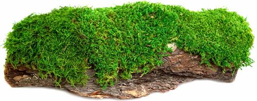 Show full view: Galapagos Mossy Bark Terrarium Wood, Natural slide 2 of 7