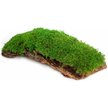 Galapagos Mossy Terrarium Bark