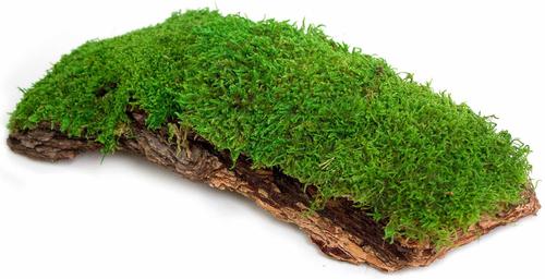 Show full view: Galapagos Mossy Bark Terrarium Wood, Natural slide 4 of 7