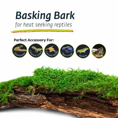 Show full view: Galapagos Mossy Bark Terrarium Wood, Natural slide 5 of 7