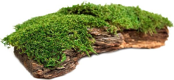 Galapagos Mossy Bark Terrarium Wood, Natural