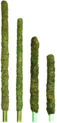 Galapagos Mossy Bird & Reptile Perch, Fresh Green, 18-in slide 2 of 4