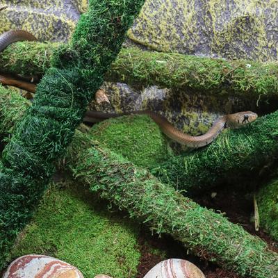 Show full view: Galapagos Mossy Bird & Reptile Perch, Fresh Green, 18-in slide 3 of 5