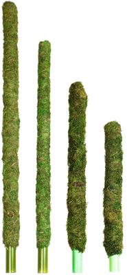 Show full view: Galapagos Mossy Bird & Reptile Perch, Fresh Green, 36-in slide 2 of 6