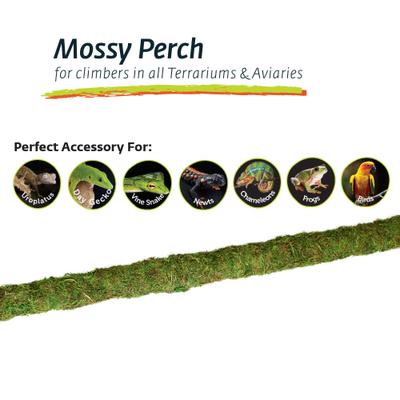 Show full view: Galapagos Mossy Bird & Reptile Perch, Fresh Green, 36-in slide 4 of 6