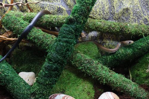 Show full view: Galapagos Mossy Bird & Reptile Perch, Fresh Green, 36-in slide 5 of 6