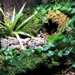 Galapagos Mossy Cave Reptile & Amphibian Terrarium Accessory, Blond, 4-in