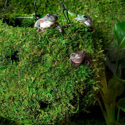 Show full view: Galapagos Mossy Cave Reptile & Amphibian Terrarium Accessory, Fresh Green, 12-in slide 2 of 5