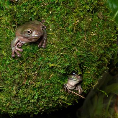 Show full view: Galapagos Mossy Cave Reptile & Amphibian Terrarium Accessory, Fresh Green, 12-in slide 3 of 5