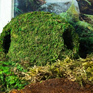 Galapagos Mossy Cave Reptile & Amphibian Terrarium Accessory, Fresh Green, 7.5-in