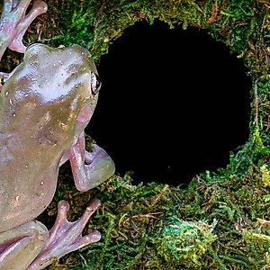 Galapagos Mossy Cave Reptile & Amphibian Terrarium Accessory, Fresh Green, 7.5-in