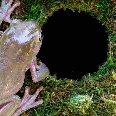 Show full view: Galapagos Mossy Cave Reptile & Amphibian Terrarium Accessory, Fresh Green, 7.5-in slide 3 of 7