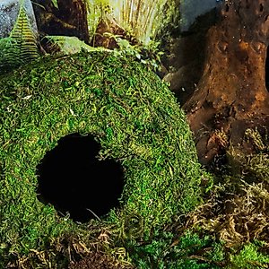 Galapagos Mossy Cave Reptile & Amphibian Terrarium Accessory, Fresh Green, 7.5-in