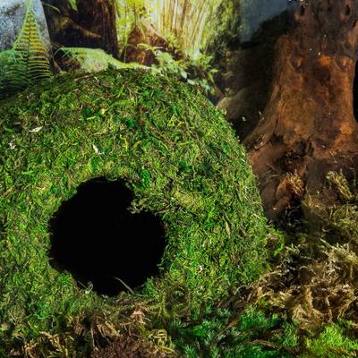 Show full view: Galapagos Mossy Cave Reptile & Amphibian Terrarium Accessory, Fresh Green, 7.5-in slide 4 of 7