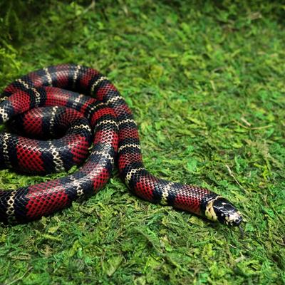 Show full view: Galapagos Mossy Crash Pad Terrarium Bedding, Fresh Green, 18-in x 36-in slide 3 of 6