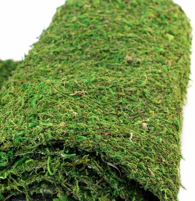 Show full view: Galapagos Mossy Crash Pad Terrarium Bedding, Fresh Green, 18-in x 36-in slide 4 of 6