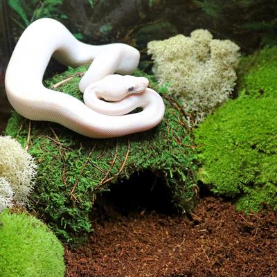 Show full view: Galapagos Mossy Dome Reptile & Amphibian Terrarium Accessory, Fresh Green, 6-in slide 3 of 5