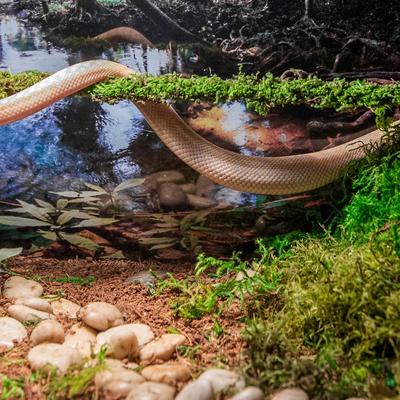 Show full view: Galapagos Mossy Sticks, Fresh Green, 6 count, 18-in slide 4 of 6